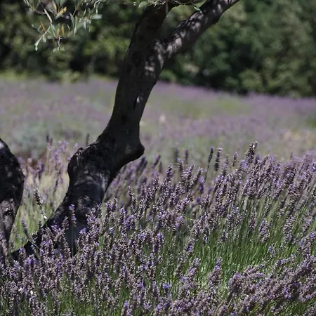 Дом отдыха Les Nefliers Cereste