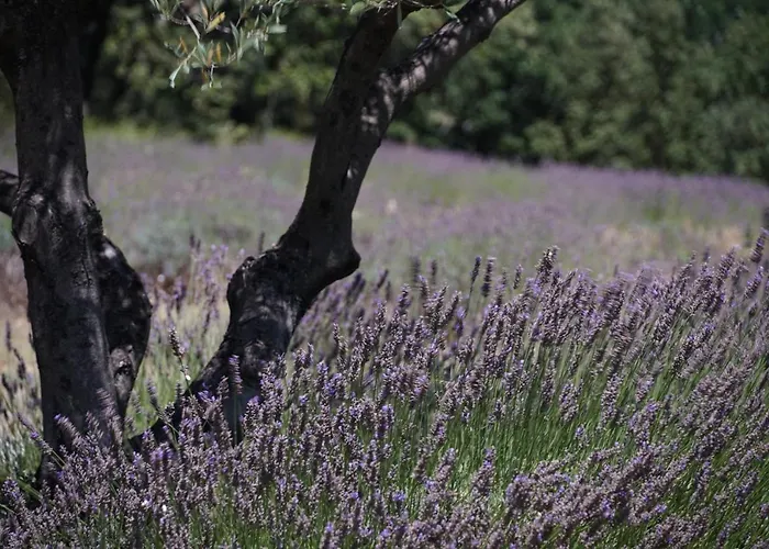 Feriehus Les Nefliers Céreste